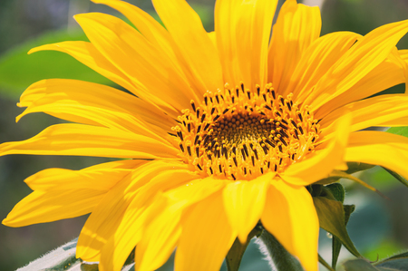 Beautiful yellow sunflower. Flower background. Macro image with small depth of fieldの写真素材