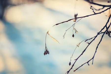 Trees in winter forest. Nature background. Small depth of field. Vintage effectの写真素材