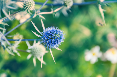 Macro image of wild flowers. Small depth of field.の写真素材