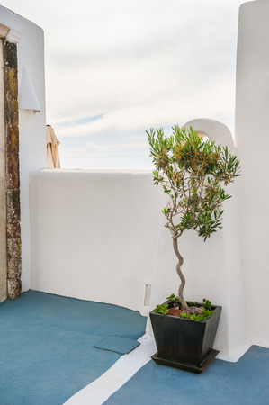 Olive tree on the street in Fira town. White architecture on Santorini island, Greece.の写真素材