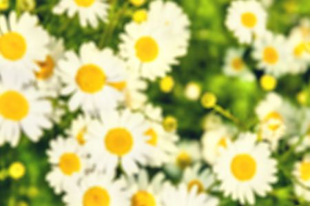 Blurred floral background. Daisies in a field.の写真素材