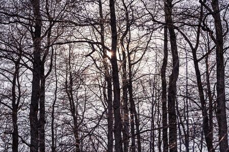 Sunset in the forest. Winter landscape.の写真素材