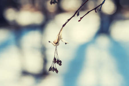 Plants in winter forest. Nature background. Small depth of field.の写真素材