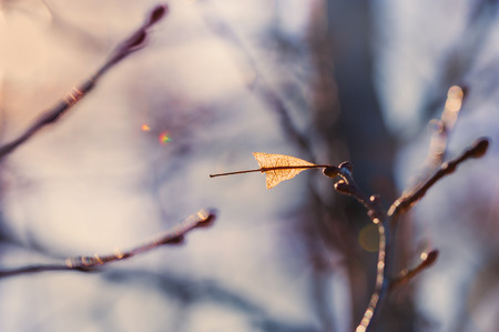 Trees in winter forest. Nature background. Small depth of field.の写真素材