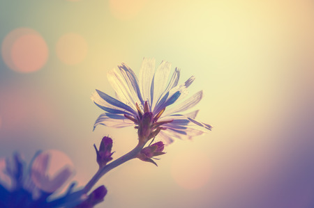 Macro image of chicory flower, small depth of field. Blurred flower background. Vintage effectの写真素材