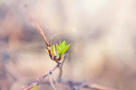 Blossoming leaves on the trees. Blurred spring backgroundの写真素材