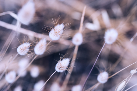 Macro image of wild plants. Small depth of field. Vintage filterの写真素材