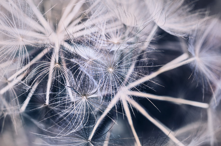 Macro image of big beautiful dandelion. Small depth of field. Creative vintage filter