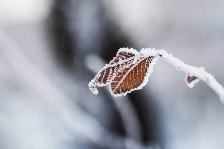 Hoarfrost on the leaves in winter forest. Beautiful winter nature. Macro image, selective focusの写真素材