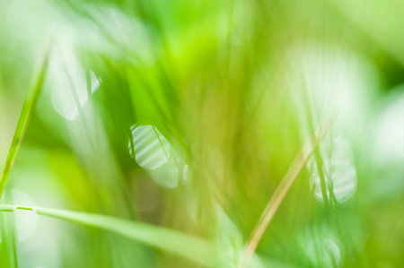 Blurred abstract background with green grass and bokehの写真素材