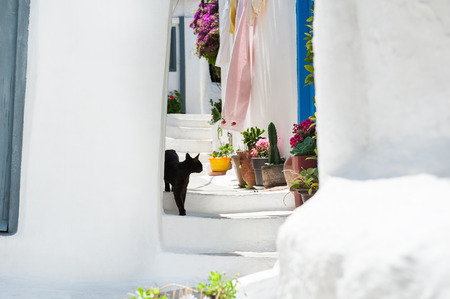 Black cat on the stairs of the house. Selective focus. Beautiful cycladic architecture in the ancient district of Plaka, Athens, Greece.の写真素材