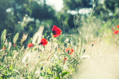 Forest meadow with wild flowers and herbs. Macro image with small depth of field. Beautiful summer landscapeの写真素材