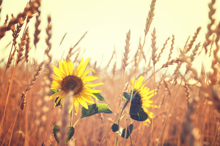 Sunflowers in a field of wheat. Selective focus. Beautiful summer landscapeの写真素材