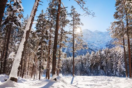 Winter forest and mountains at sunny day. Beautiful winter landscape. Elbrus region, Caucasus, Russian Federation.の写真素材