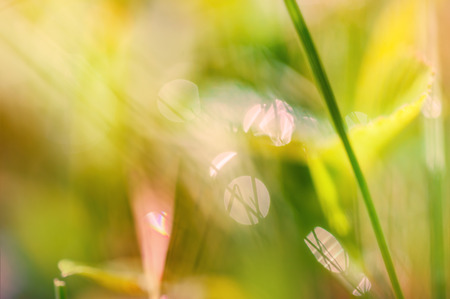 Blurred abstract background with green grass and bokehの写真素材