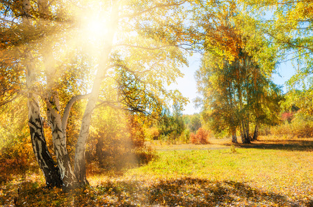 Beautiful autumn forest at sunny day. Autumn landscape, fall sceneの写真素材