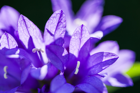 Beautiful wild violet flowers in the summer forest. Macro image with selective focusの写真素材