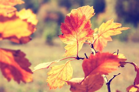 Red and yellow leaves in autumn forest. Selective focus, vintage filterの写真素材