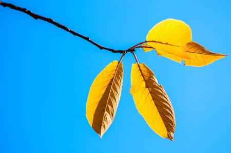Yellow autumn leaves against the blue sky. Selective focusの写真素材