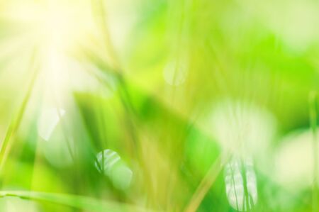Blurred abstract background with green grass and sunbeamsの写真素材