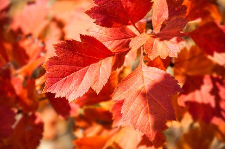 Red leaves in autumn forest. Selective focusの写真素材