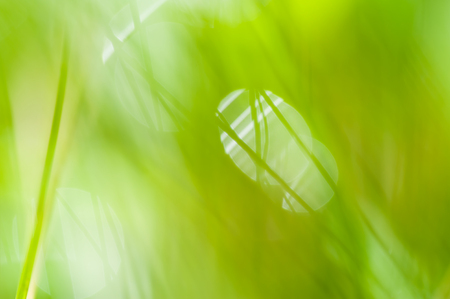 Blurred abstract background with green grass and bokehの写真素材