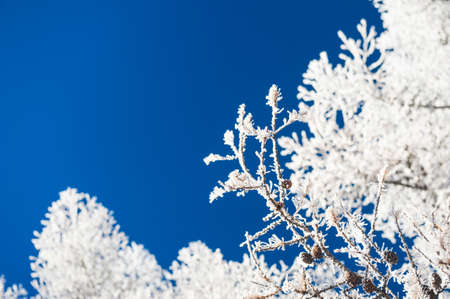 Hoarfrost on the trees and dark blue sky. Beautiful winter background. Selective focusの写真素材