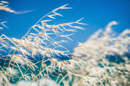 Beautiful wild grass on the sea coast. Selective focus.の写真素材