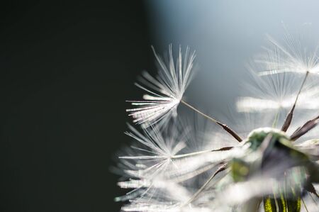 Macro image of dandelion, small depth of field. Beautiful autumn natureの写真素材