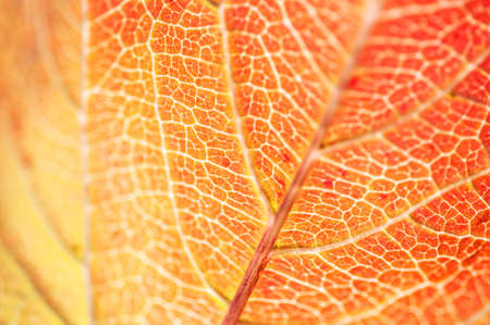 Macro image of red autumn leaf with small depth of field. Beautiful autumn leaves background