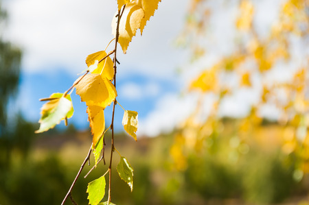 Yellow birch trees in autumn forest. Selective focus. Beautiful autumn backgroundの写真素材