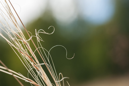 Macro image of wild grasses, with small depth of field.の写真素材