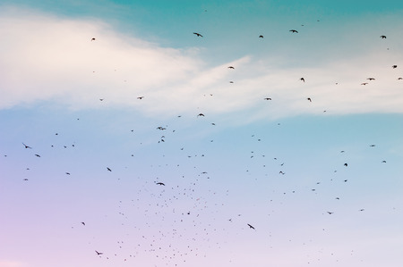 A flock of migratory birds in the sky. Vintage filterの写真素材