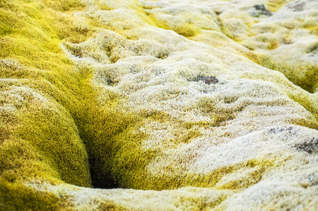 Green moss on volcanic field, Iceland. Macro image with small depth of fieldの写真素材