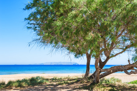 Trees on the wild tropical beach. Crete island, Greece. Beautiful summer landscape.の写真素材
