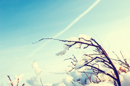 Snow on the tree in winter forest. Selective focus, vintage effectの写真素材