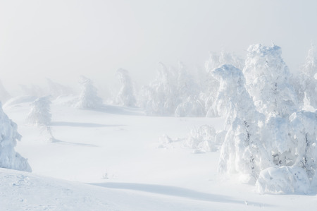 Snow-covered trees in winter forest after snowfall. Beautiful winter landscape.の写真素材