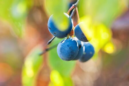 Macro image of blue fruit of the blackthorn, small depth of field.  Beautiful autumn natureの写真素材