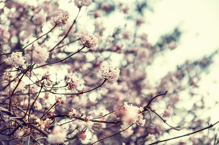 Blossoming shrub with white flowers. Soft focus. Vintage filterの写真素材