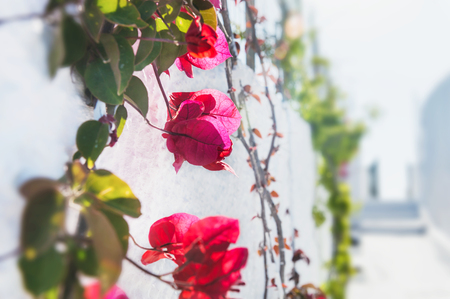 Decorative red flowers in the park. Macro image with small depth of fieldの写真素材