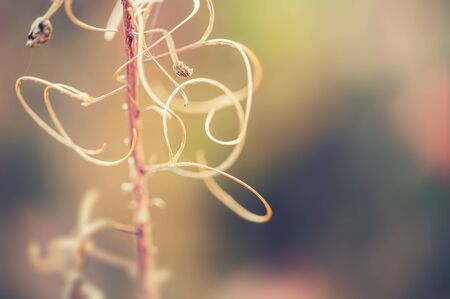 Macro image of wild grasses, small depth of field.