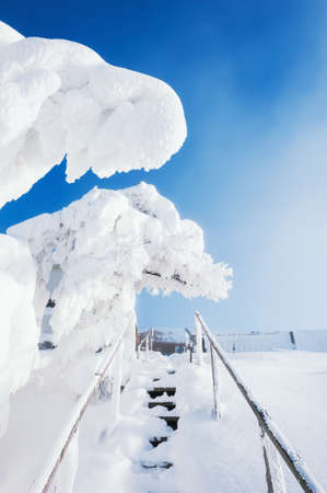 Snow-covered trees in winter park. Beautiful winter landscape.の写真素材