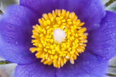Macro image of violet crocus, small depth of field. Beautiful spring natureの写真素材