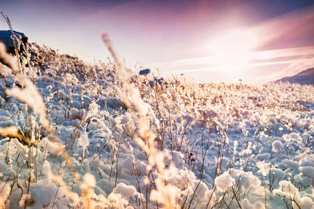 Snow-covered plants on the mountain at sunset. Beautiful winter landscape. Small depth of field