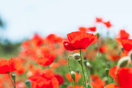 Wild red poppy flowers at morning sunlight. Macro image with small depth of fieldの写真素材