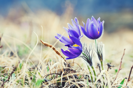 Beautiful violet crocuses, first spring flowers. Macro image with small depth of fieldの写真素材