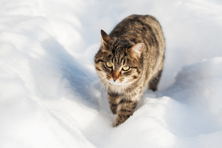 Brown cat walking in the snowの写真素材