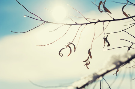 Winter forest at evening sunlight. Blurred winter background, vintage effectの写真素材