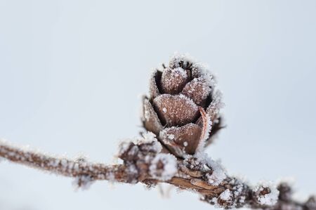 Hoarfrost on the fir cone. Macro image with small depth of field. Beautiful winter nature.の写真素材
