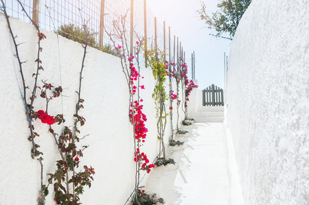 Alley with beautiful red flowers. White architecture on Santorini island, Greeceの写真素材